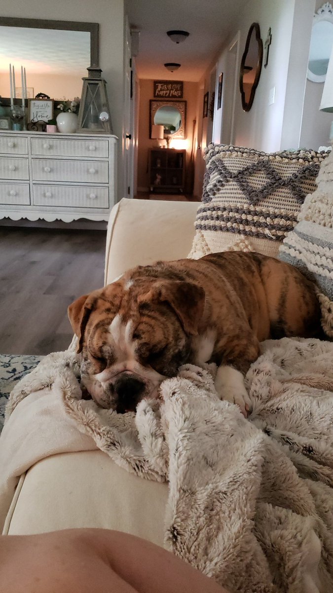 deniselynne1966's tweet photo. This meatball has made today bearable...thank God for puppers. Unconditional love, ridiculously adorable in a way only a momma can appreciate &amp; her attitude~my bulldozer aka #pipergrace 
#just2seeusmile Have a good eve lovelies~Rain has stopped~we are going to sit &amp; enjoy life🌤D https://t.co/roRVXJtqom