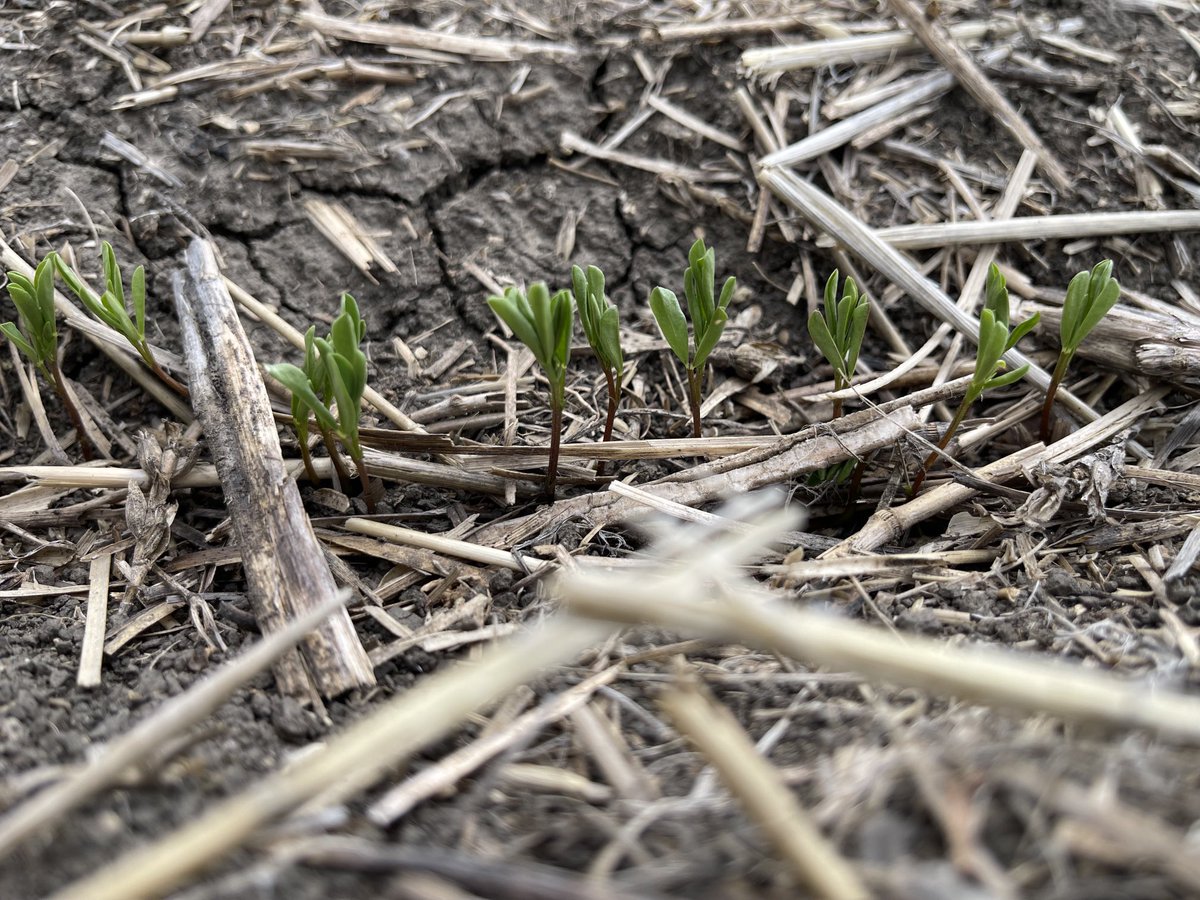 30_johns's tweet photo. Happiness is seeing our little lentils taking off https://t.co/ioJBYE2Z1H