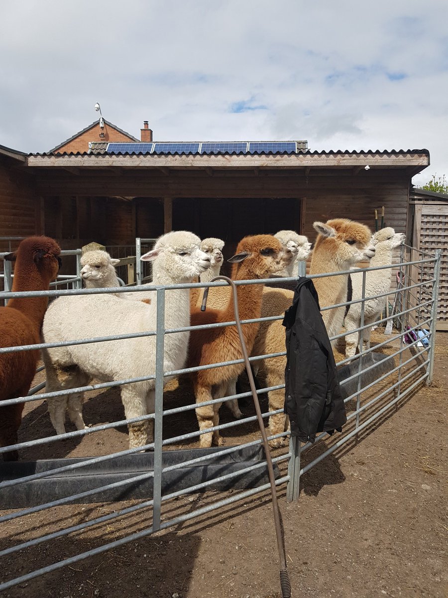 csidealpacas's tweet photo. Before and after shearing today https://t.co/BRblSPNkxM