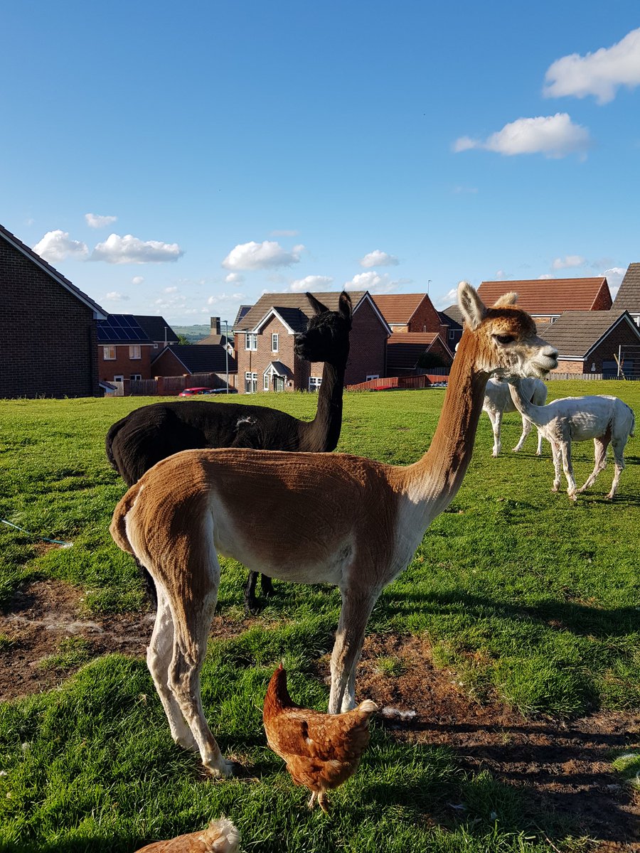 csidealpacas's tweet photo. Before and after shearing today https://t.co/BRblSPNkxM