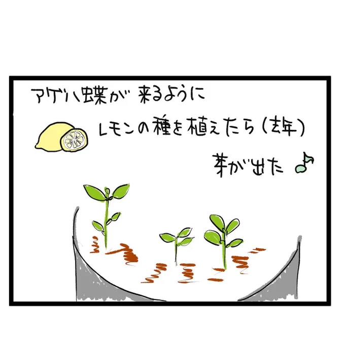 #四コマ漫画
#レモンの葉を食べる虫 