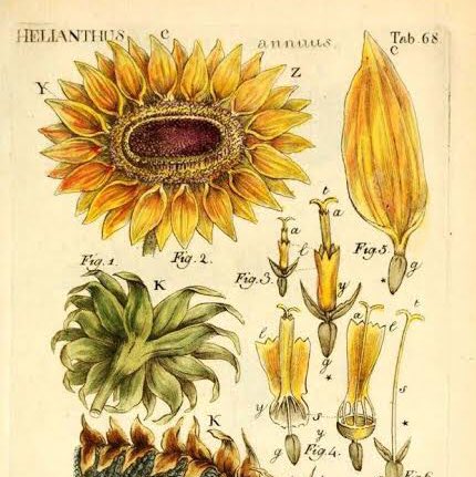 ★ Ferdinand Von Aegir rp acct. 
★ #ferp #fe3hrp 
★ he/him. bi. Ships with chem. 
★ +18 writers only!!! 
★ writer: she/her. 25+. My name is Emma.