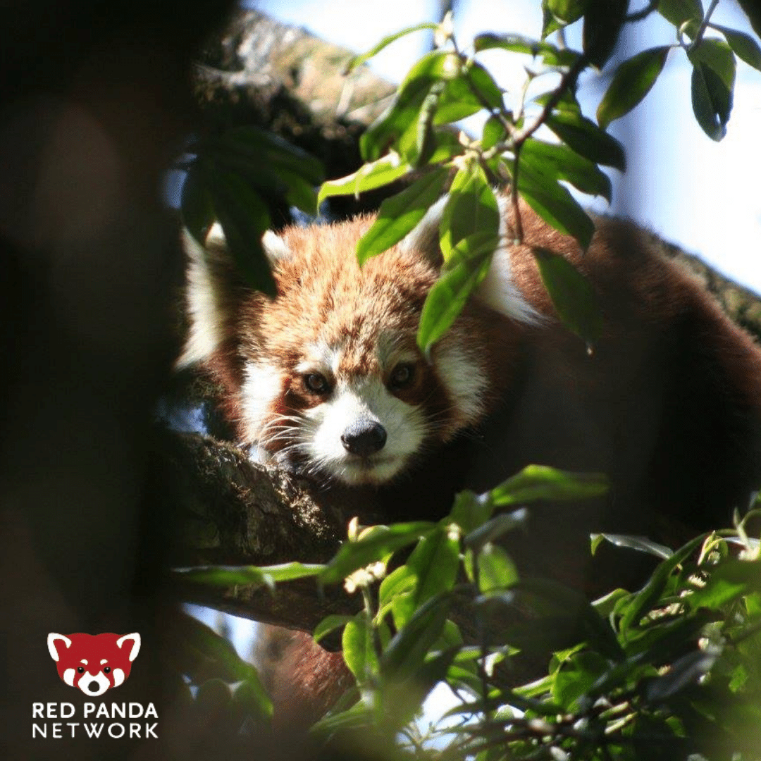Red Panda NetworkさんはTwitterを使っています: 「Our ecotrips are back! 🙌 Check out ...