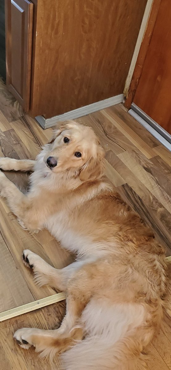 KuttlerSteve's tweet photo. Rip Lucy. You will be missed https://t.co/2MArJ1elDq