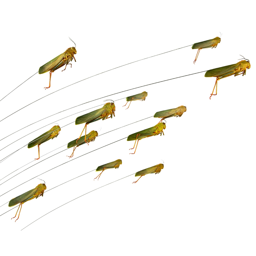 Dr Maria Fernanda Cardoso (@mfcardosoartist) on Twitter photo 