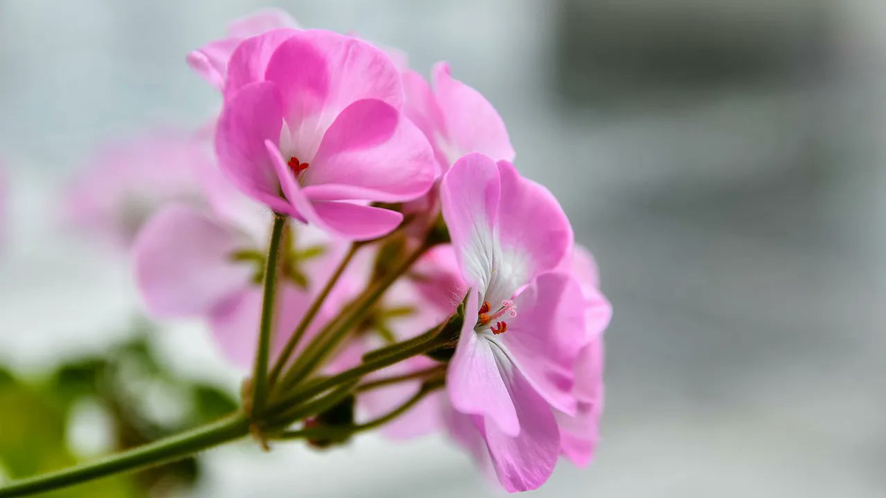メリアルーム 土日祝いいねお休みです 今日の花 5月26日の誕生日花は ゼラニウム 花言葉は 愛情 です この日生まれの人は 穏やかな性格です 包容力がありいつも笑顔で相手を許すので 一度離れた相手があなたの所へ戻ってくるでしょう