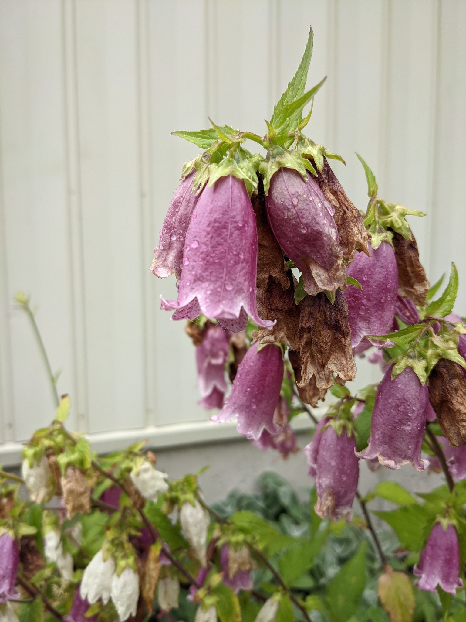 تويتر ゆぅゆ على تويتر 前に車庫の横に咲いていた花 なんて花だろ 花 花好き 花写真 花の名前 綺麗な花 T Co G6b2y2a7pu