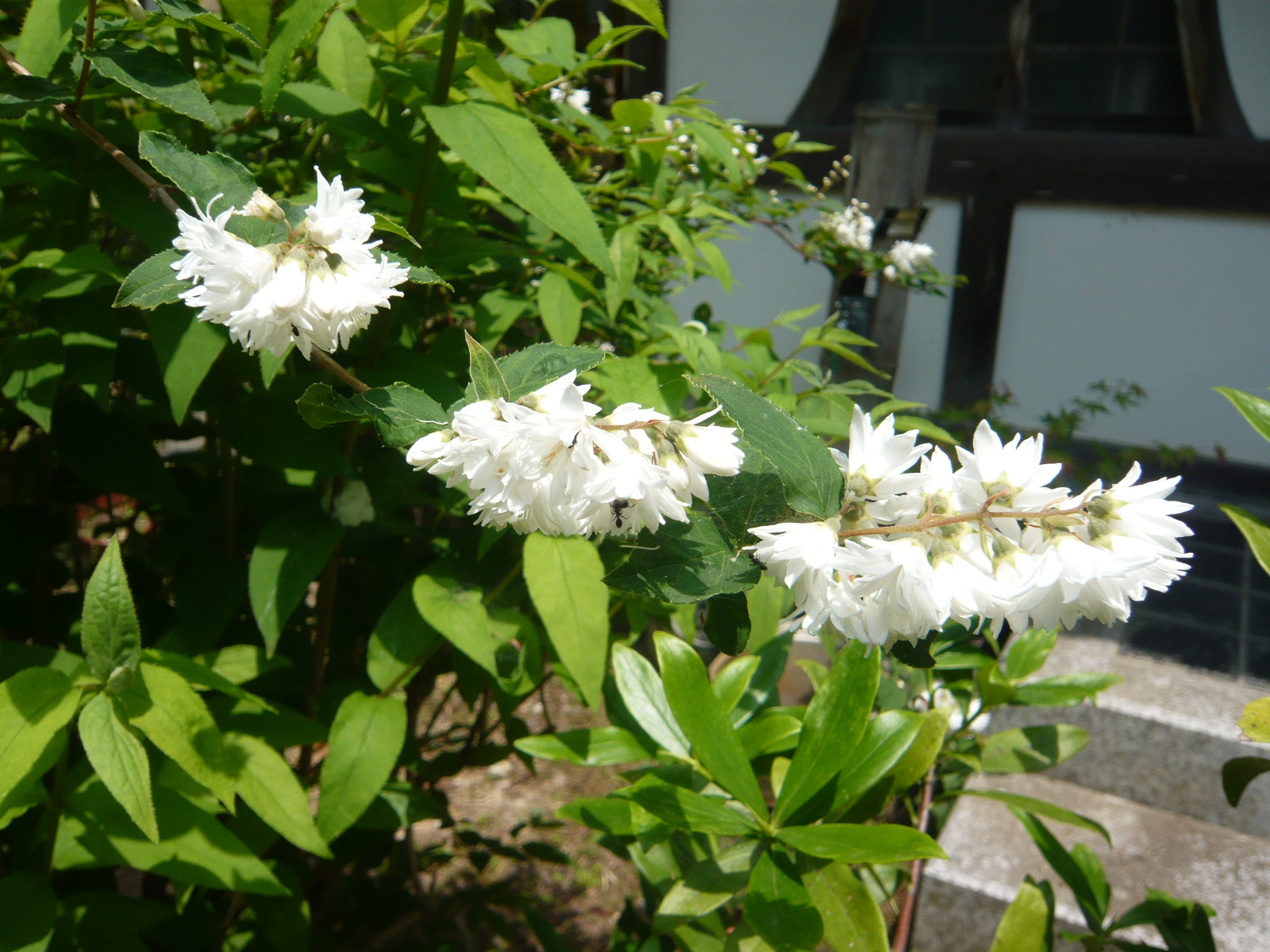 延寿寺 ウツギ 卯の花 が咲きました 卯の花の 匂う垣根に 時鳥 早も来鳴きて 忍音もらす 夏は来ぬ もうすぐ６月 いよいよ梅雨の時期を迎えます 延寿寺 延寿禅寺 荒神山 彦根 Lovehiko 稲枝 滋賀 しがとこ 禅寺 山寺 滋賀県 Flower