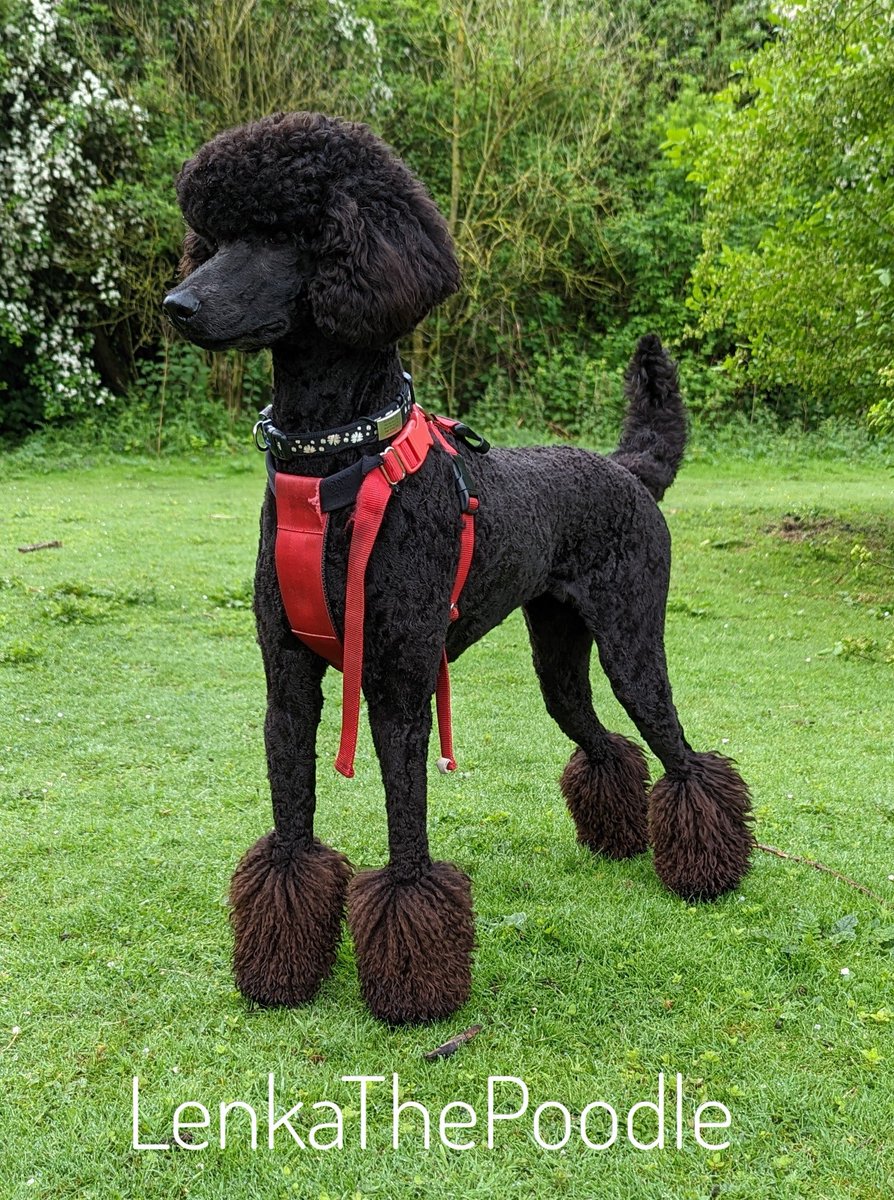 It's my first birthday today 🥳🎉🥳 It's been a good day with a long walk with her &amp; <a href="/SpooSuki/">SukiTheSpoo</a> , snoozing, eating &amp; a visit from my other favourite human 💞 Plus a new chew bone...
#HappyBirthday #StandardPoodle #Poodle #DogsOfTwitter #BigGirl