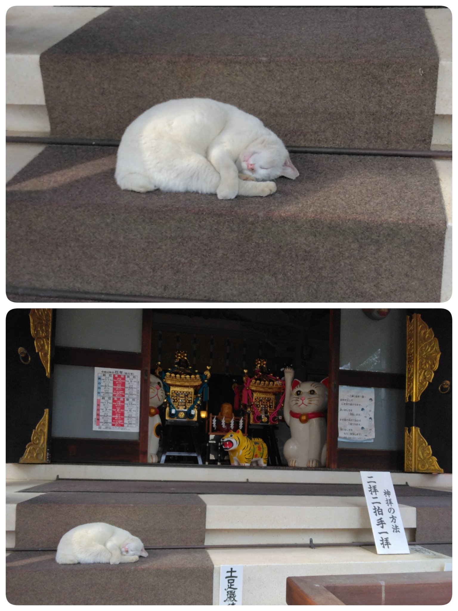 今戸神社の白猫 Twitter Search Twitter