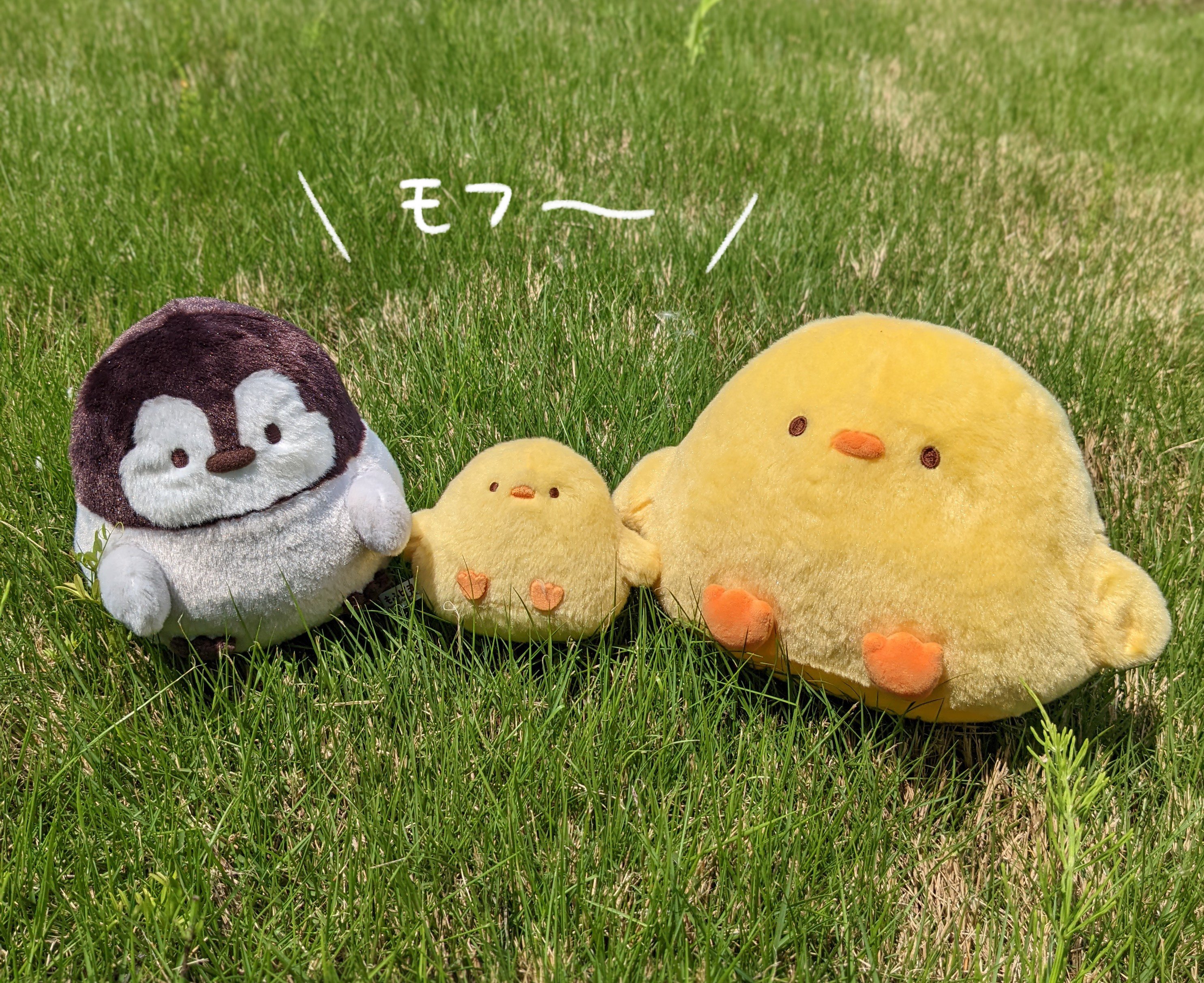 X'te さんぽいも🐥もふピヨ🐥: 