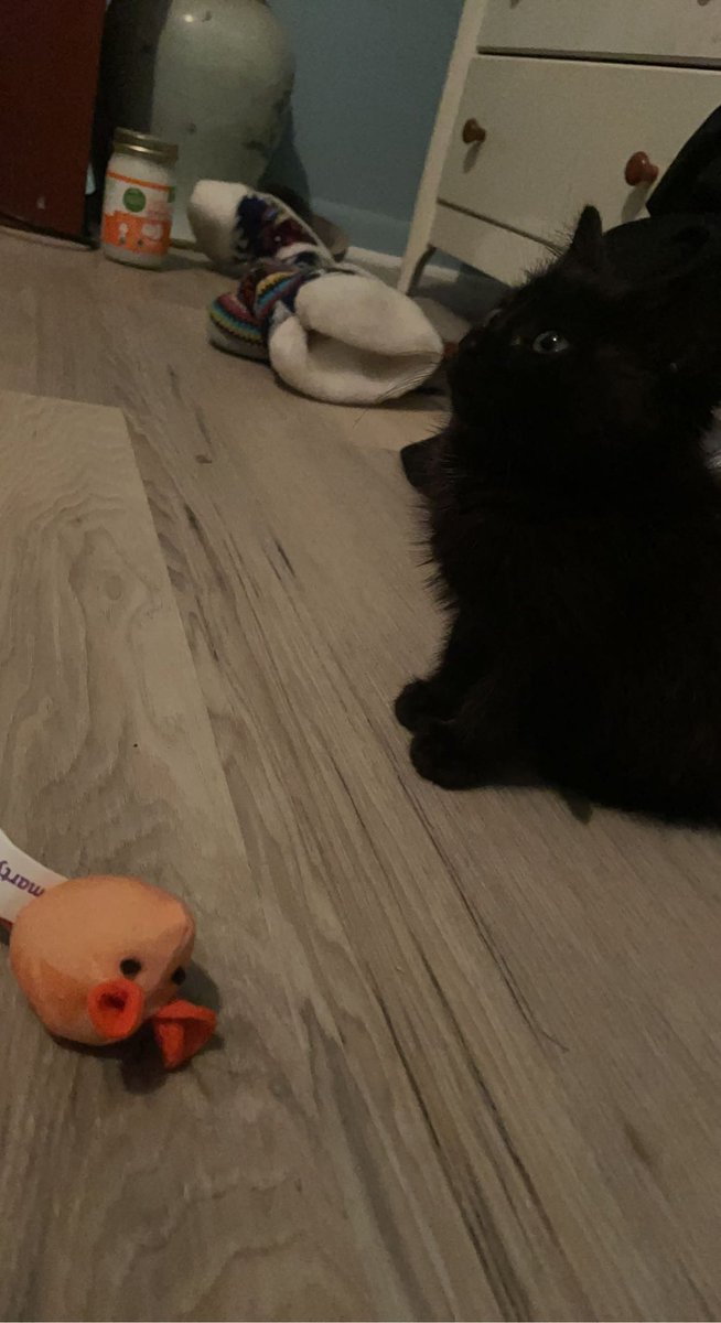 Bcassis_'s tweet photo. To the ass hole that dropped off this little one at the dumpster your a piece of shit . Buttt with that being said he is very loved now 🤍 everyone meet envy. https://t.co/cPd2G74aiI