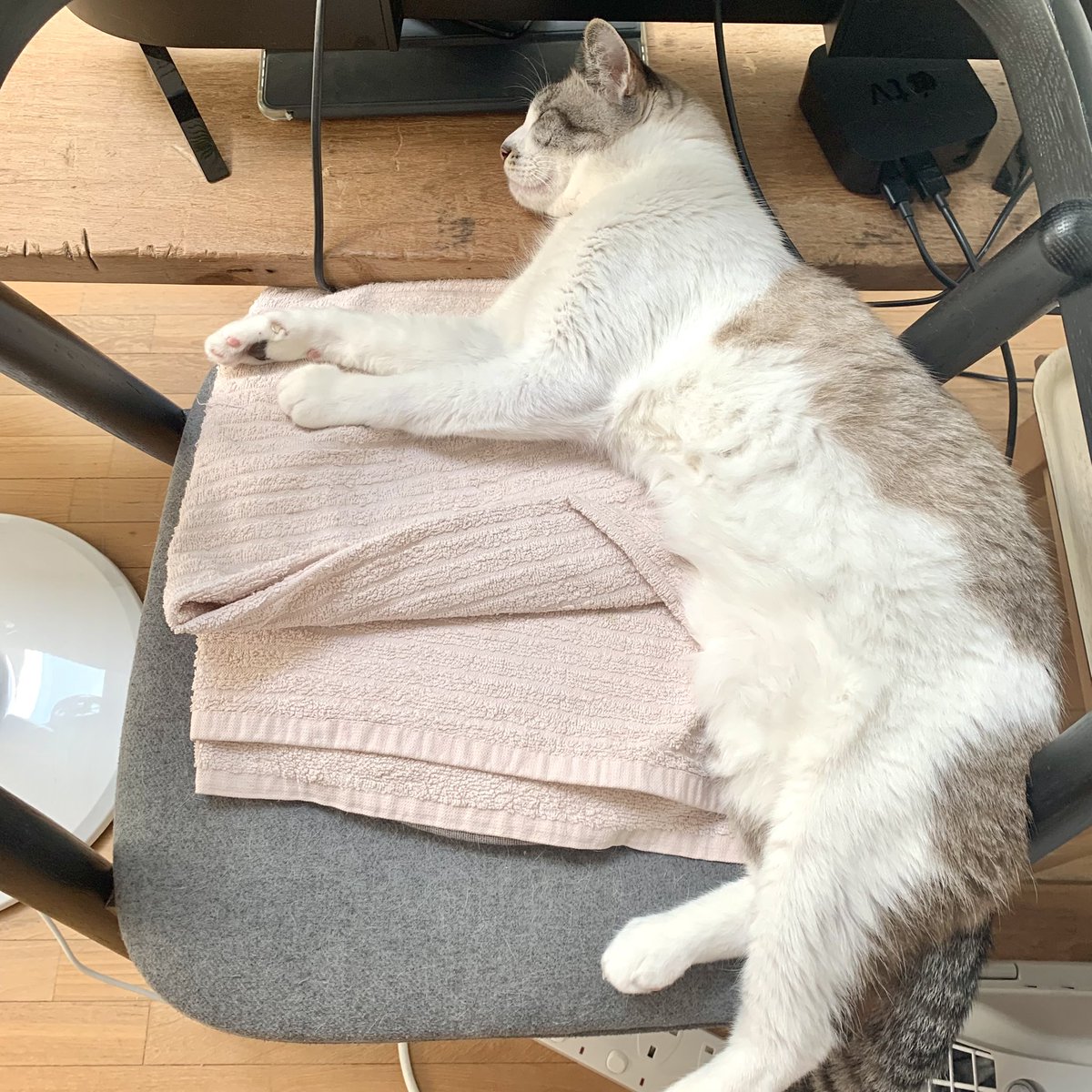 caketheking's tweet photo. One of my favourite napping spotzzz
#CatsOfTwitter
#catsofbooksactually https://t.co/L3t0I8tLOe
