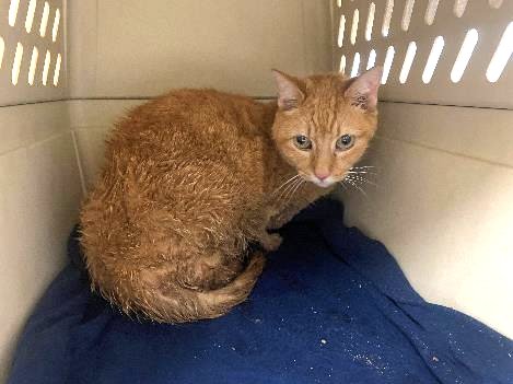 DubJH1009's tweet photo. https://t.co/0FQAHh12Tb #HelpNow #PleaseHelpHer #nyc #cats https://t.co/lG5vwdHDB8