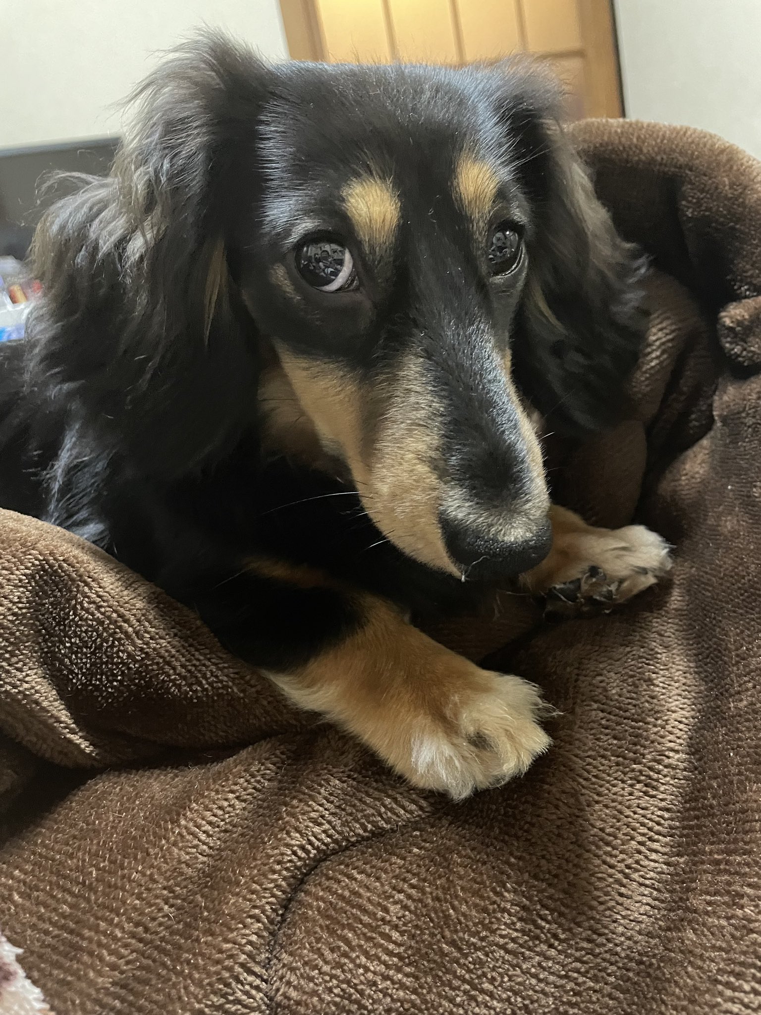 ダックスフンドの蘭丸 なんか用ですか ミニチュアダックスフンド ダックス 子犬 Puppy ダックスフンドの蘭丸 Youtubeで動画投稿中 パーマ T Co Tj3toit0gz Twitter