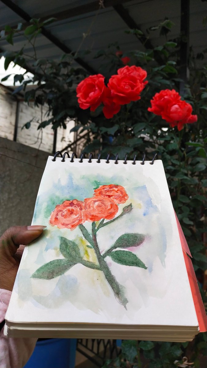 Rose blossoms the size of my hand.

#watercolorpainting #paintingdaily #naturejournal #naturedrawing #botanicalart #loosewatercolors #redflowers #fragrancelover #thisthingaboutflowers #flowersmakepeoplehappy #exploreflorals #redrose