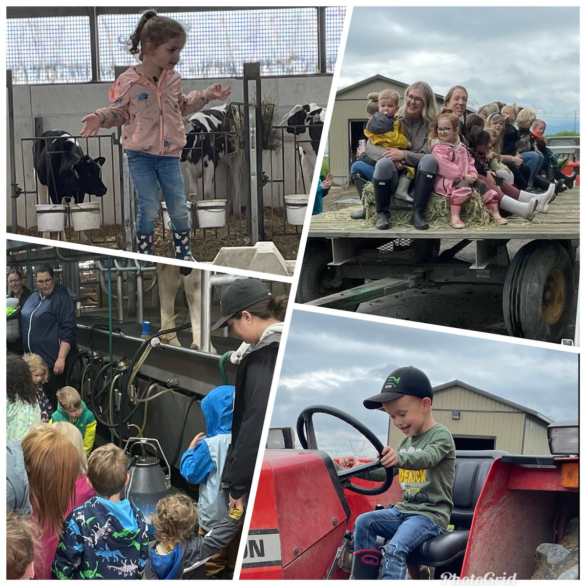For first the time in 2 years, we were pleased to have a preschool group tour our farm again. Hayrides, a big bale “maze”, seeing a cow being milked, cats and calves, chocolate milk and cheese sticks were all part of the experience..