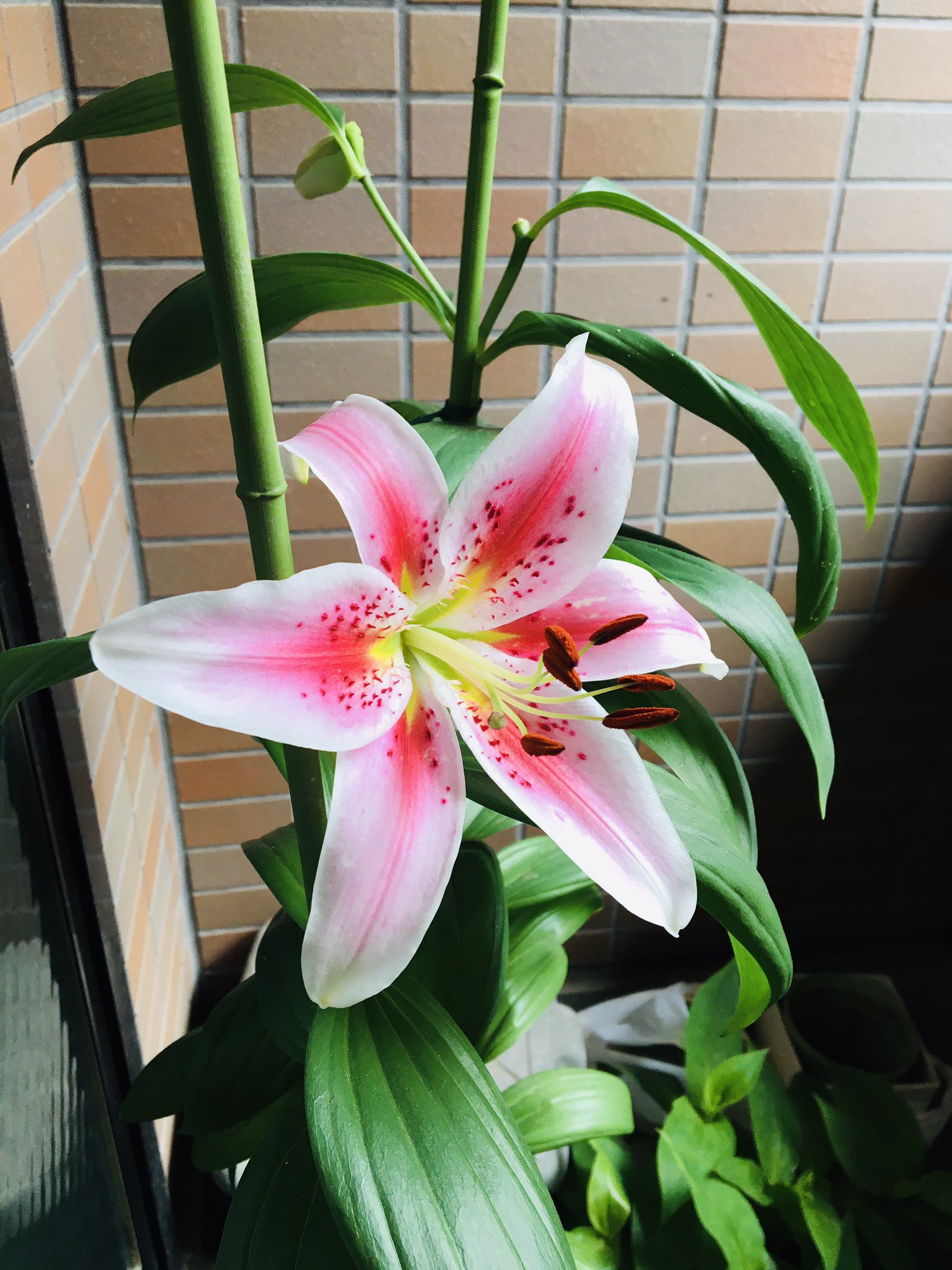 Kanaematsuyama ユリ オリエンタル系 今年も咲いてくれました おばあちゃんに縁のある花 ピンク 良い香り T Co Xikx4ldr6u Twitter