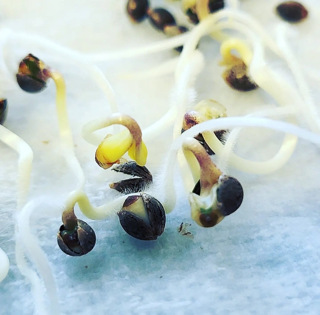 Our New Seed Drop has been tested one last time before the big launch on 
(June 4th at 4:20pm Est) !
There are monsters 👻  in these packs without a doubt, so don't miss out! #cannabisgenetics
#cannabisbreeder #cannabisculture #cannabis