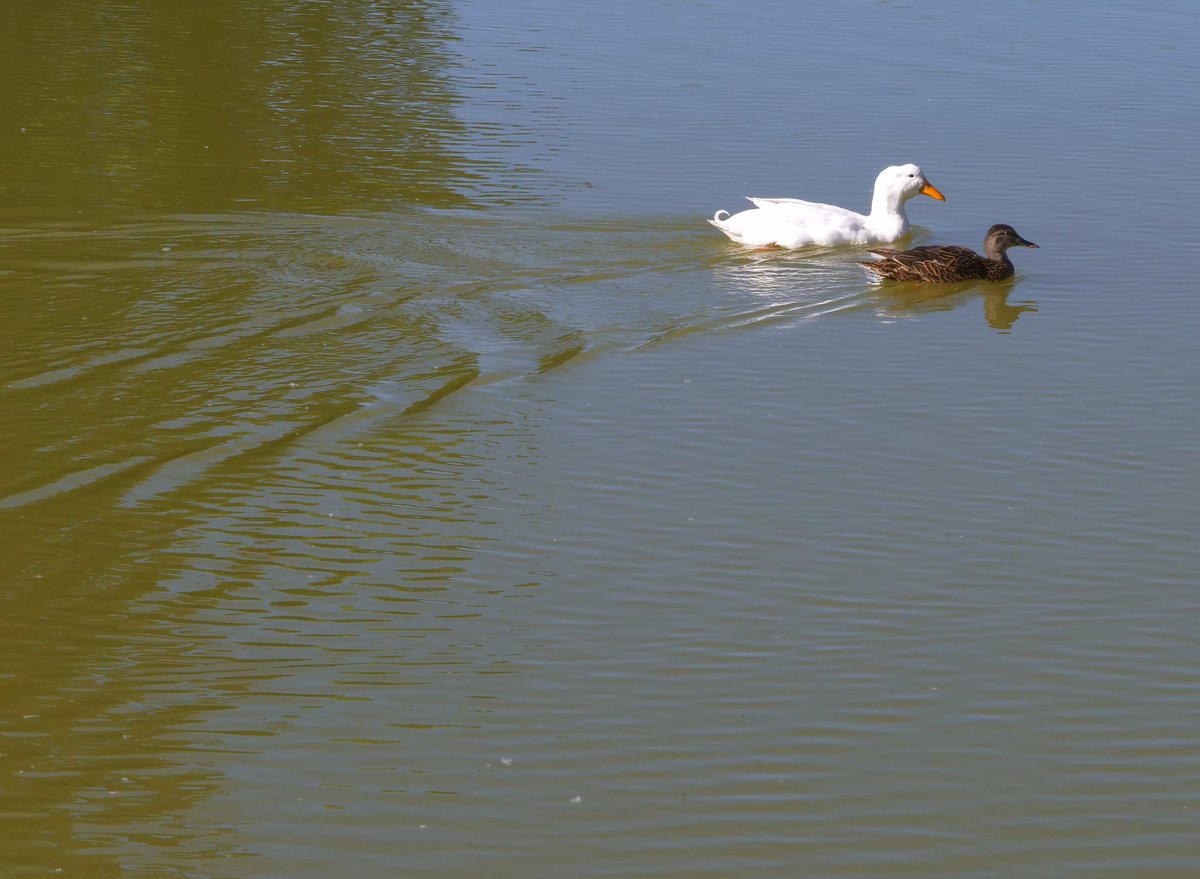 DuckFoodBot's tweet photo. Icee is on a holiday while Dr Scovy sits on the nest... 🤬

(retweet to send snacks to Icee... reward him for his bad behavior Kappa https://t.co/bCx4zPvQWf) https://t.co/yau8TC9kIU