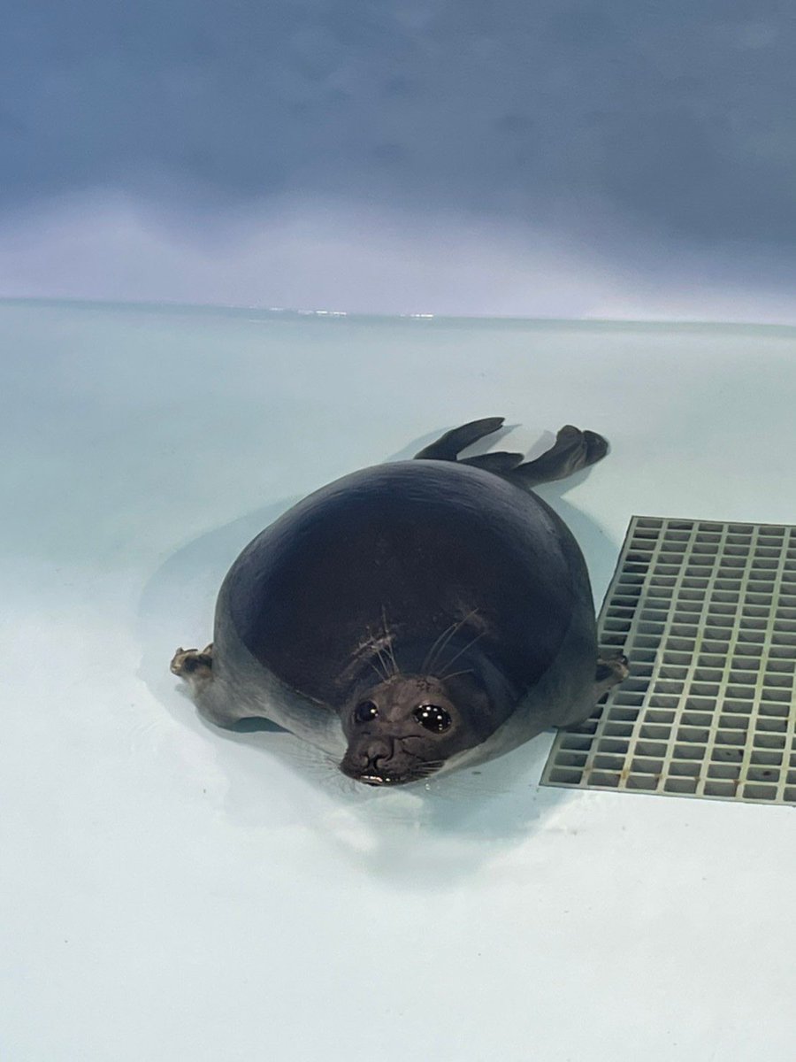 休館中は何しているの？－#アザラシ 水槽の大掃除－】 #びわ博 の休館