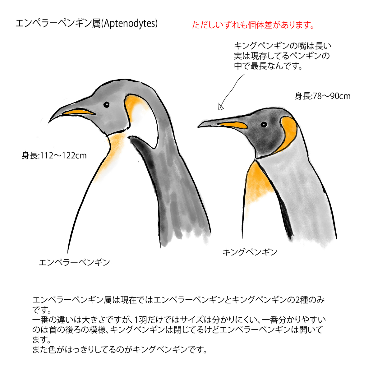 神在月 エンペラーペンギン属の簡単な見分け方 キングペンギン 皇帝ペンギン T Co Y0324a5vkr T Co Owd67glhxk Twitter