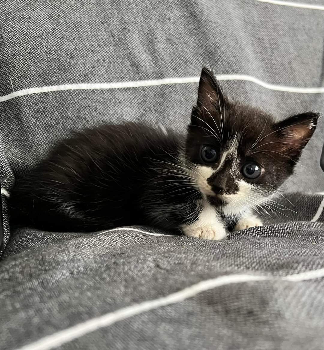 Julie In Cope 🖤⚰️📻 tweet media