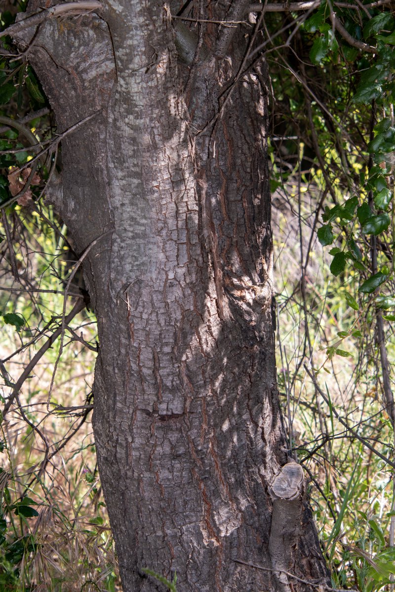 Afro_Herper's tweet photo. One of my favorite facts about blue bellies aka western fence lizards, Sceloporus occidentalis, is that they have a compound in their blood that neutralizes the bacteria that causes Lyme disease. Can you #FindThatLizard? Let me know with #FoundThatLizard. Reveal tonight at 9pm PT https://t.co/TWL2241M2U