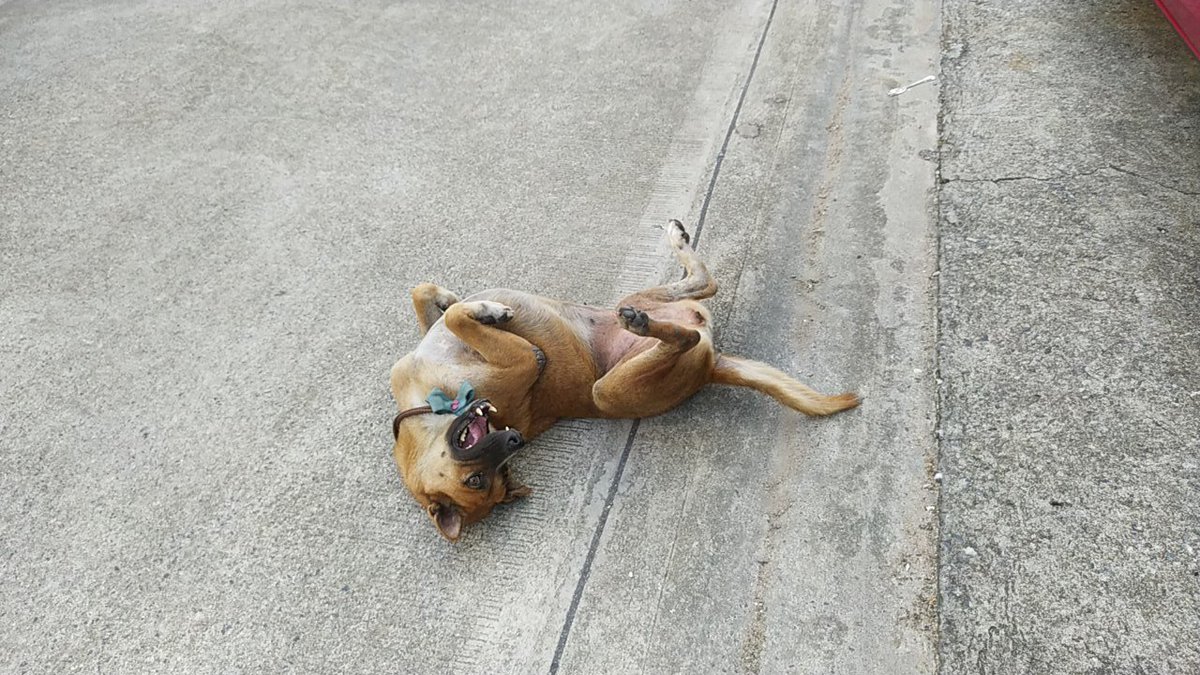 iprakob's tweet image. อรุณสวัสดิ์ครับ..ออกกำลังเสร็จนั่งพักมีน้องหมาหลงมาจากไหนไม่รุ..มานอนพลิกไปพลิกมาทำท่ายั่วหวังจะให้พากลับ..คงหาเจ้าของไม่เจอ..มีขี้เมามานอนเมาค้างจนสายด้วย555..แวะหาของอร่อยที่ตลาดได้...ขอให้มีความสุขมีพลังทุกคนครับ..อย่าปล่อยใจให้ไหลไปตามกระแสโซเชียลมากนัก..ประสาทจะกิน