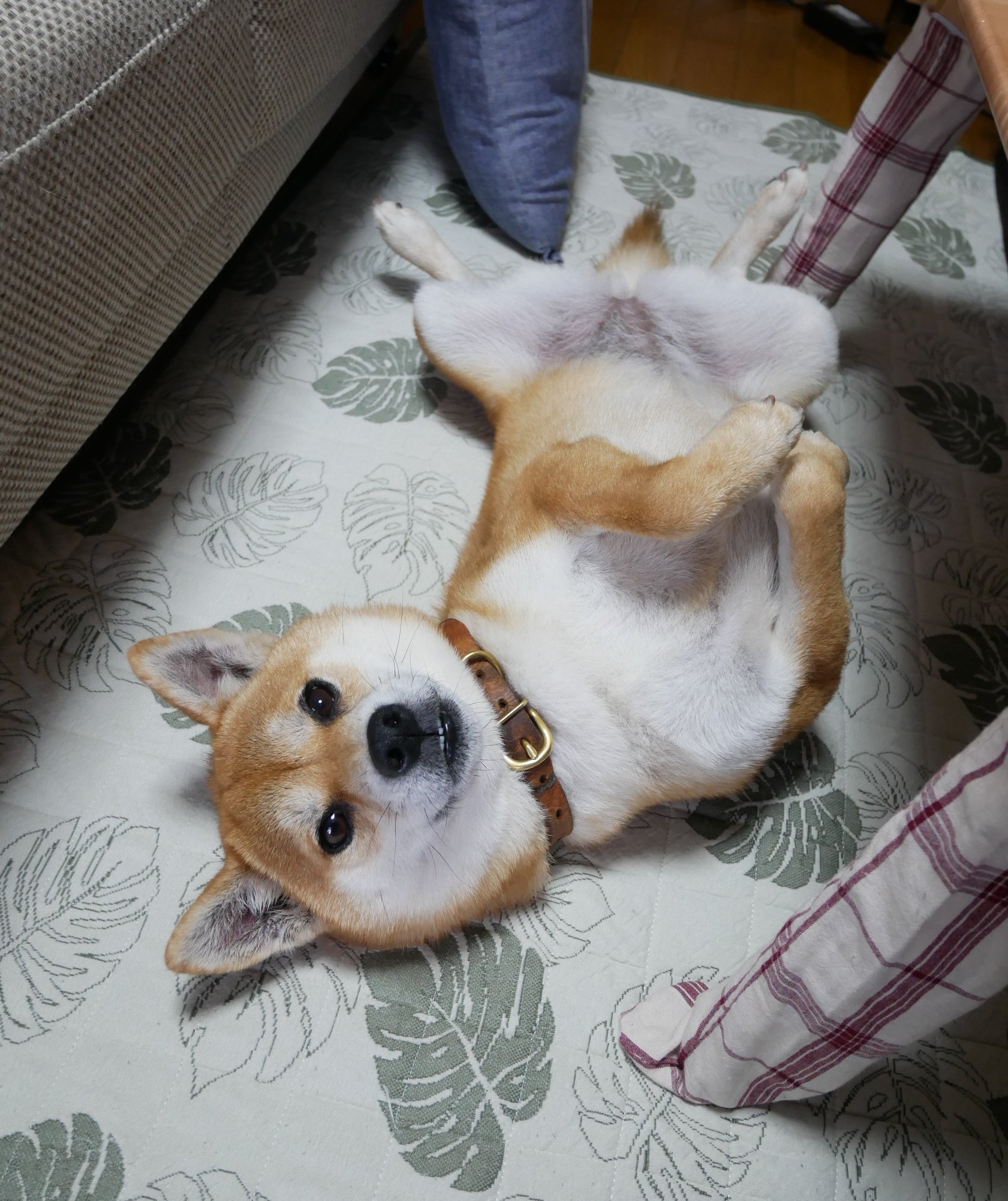 柴犬きなり まったりへそ天きなりさん 柴犬 きなり Shibainu へそ天 犬のいる暮らし T Co Uie0wfho9d Twitter 柴犬きなり まったりへそ天きなりさん 柴犬 きなり Shibainu へそ天 犬のいる暮らし T Co Uie0wfho9d Twitter