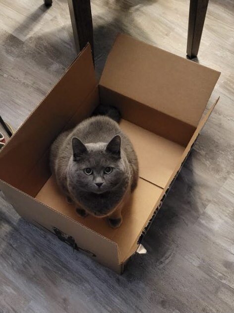 KimmerGHansen's tweet photo. In case anyone needs an kitty-hug from our lovely #StormKitty, she will love you with her eyes. #BoxKitty #Playful https://t.co/P5zfwEGzVI