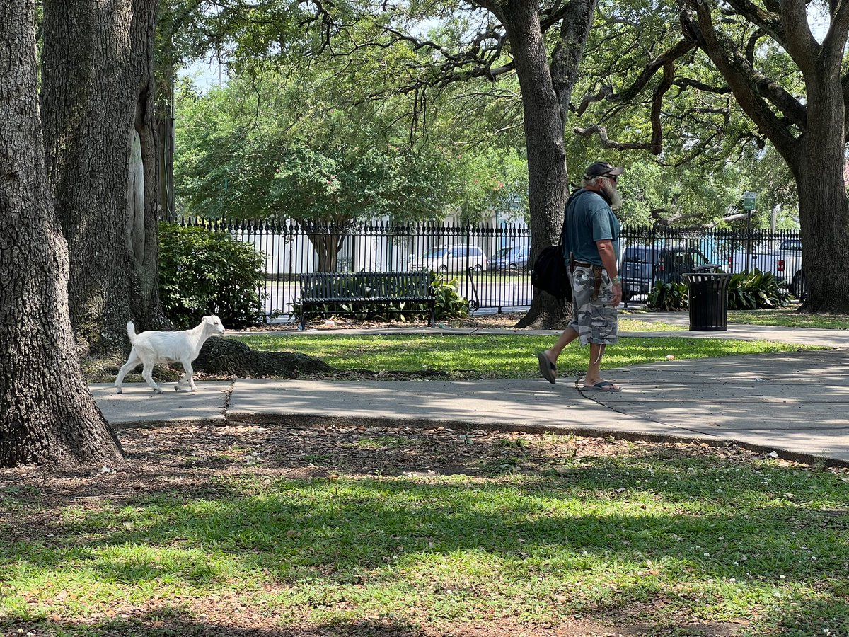 I’ve never seen a dog quite like this one