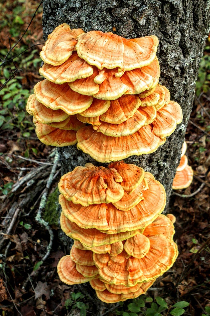 CapeHomepage's tweet image. Chicken of the Woods. #MayPatternChallenge @petermarteka @TaniBergeron