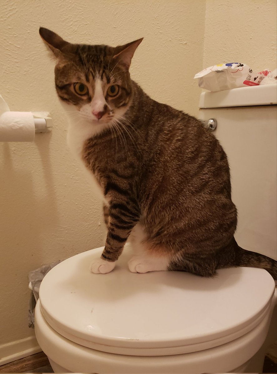 SoberNow112521's tweet photo. If anyone needs assistance in the bathroom, #GeorgeCat is happy to help. https://t.co/K1Fbv64dif