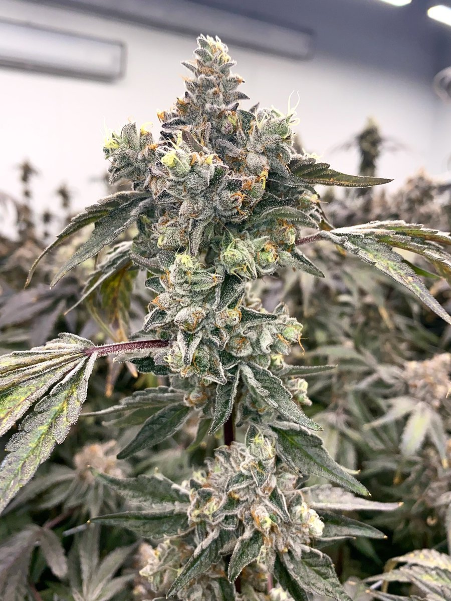 berner415's tweet image. Cookies Florida Baby !