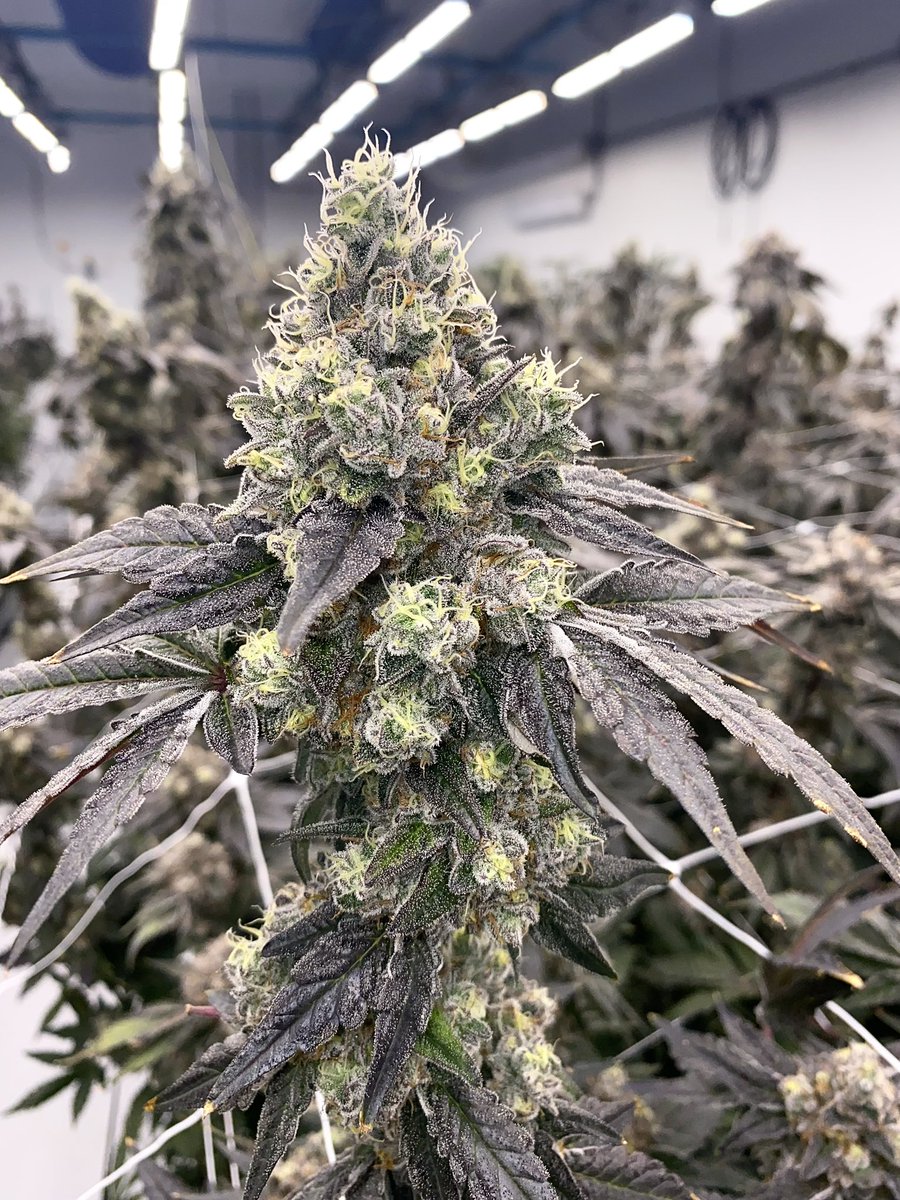 berner415's tweet image. Cookies Florida Baby !