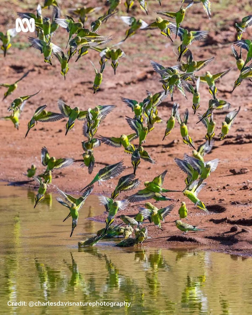Christine Layton (@steenslaytonatr) on Twitter photo You’re not looking at leaves on a tree…
Every year huge flocks of budgies head to waterholes in the red centre to drink, feed and breed. The event is quite a sight/sound 🦜
📸 Charles Davis Photography last week near Alice Springs via <a href="/abclandline/">ABC Landline</a> bit.ly/ABCMyPhoto You’re not looking at leaves on a tree…
Every year huge flocks of budgies head to waterholes in the red centre to drink, feed and breed. The event is quite a sight/sound 🦜
📸 Charles Davis Photography last week near Alice Springs via <a href="/abclandline/">ABC Landline</a> bit.ly/ABCMyPhoto
