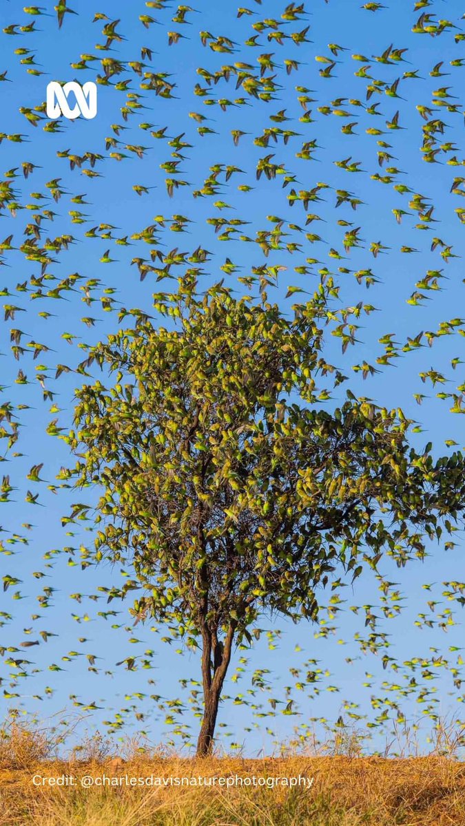 steenslaytonatr's tweet photo. You’re not looking at leaves on a tree…

Every year huge flocks of budgies head to waterholes in the red centre to drink, feed and breed. The event is quite a sight/sound 🦜
​
📸 Charles Davis Photography last week near Alice Springs via @abclandline https://t.co/TQDXifb3Hv https://t.co/XQzcdIZ80v