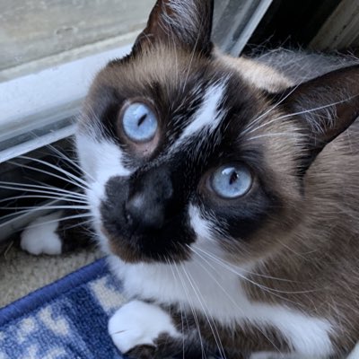 BigMinnieMoo's tweet photo. #NewProfilePic #Cats #CatsOfTwitter #Meow https://t.co/UeLEuQYGrE