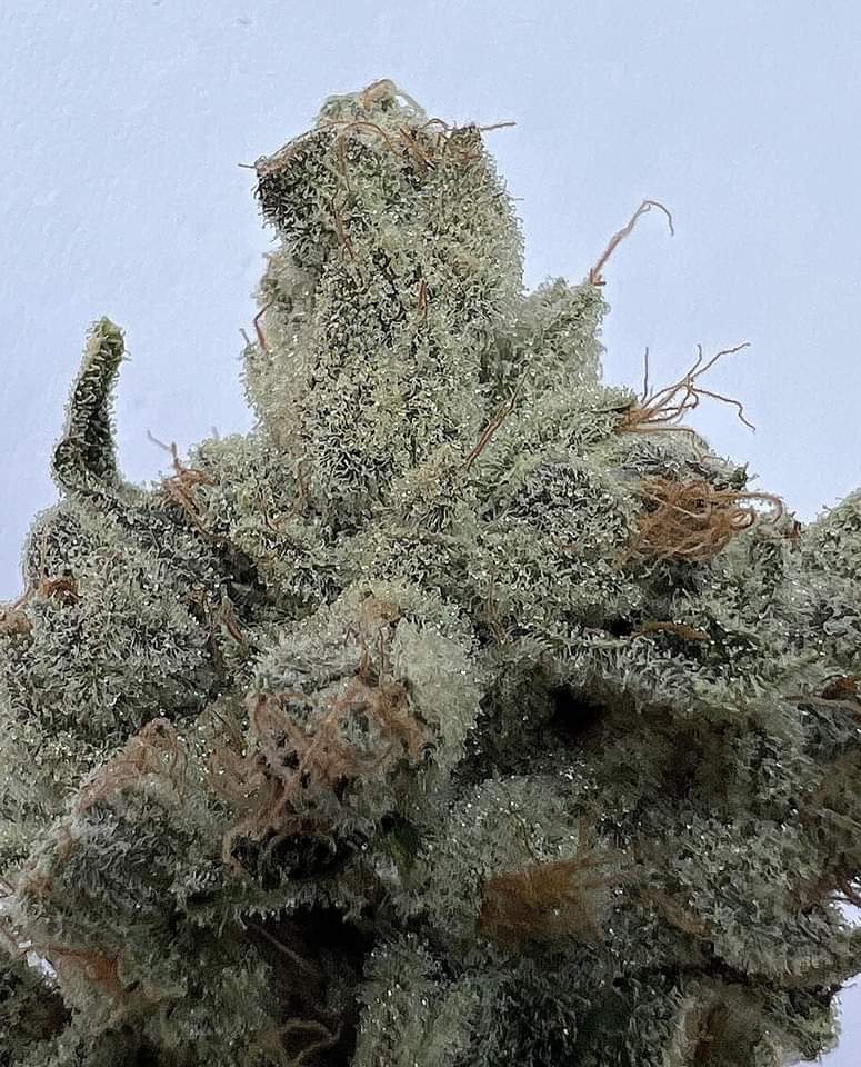 TheSeedlings420's tweet photo. We are looking to connect with other businesses in the cannabis industry, especially businesses that want to take advantage of Web3 &amp; blockchain technology to help grow their business. Please let us know if you are interested in learning more about our NFT
#cannabisindustry #THC https://t.co/GxRllO1nXS