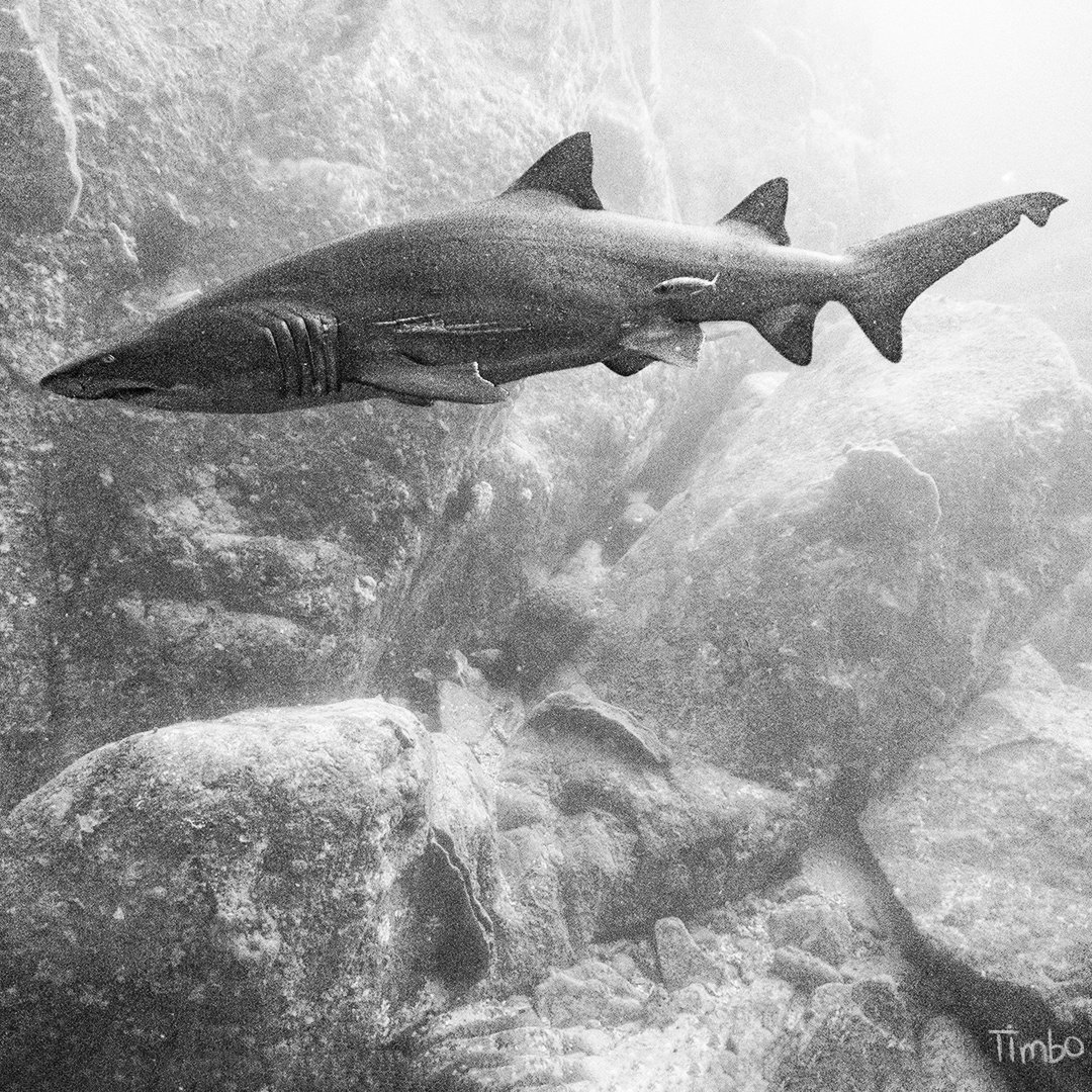 Grey Nurse Shark 🦈

#scubadiving #underwater