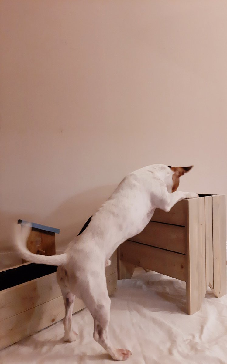 tinacornely's tweet photo. An #IrishLad in need: Heads up my #Irish #twitter fans! My friend .@Brid_PA shared the plight of a local #carpenter who makes exquisite #FlowerBoxes. His business was decimated by #Covid. Show some support, beautify your neighborhood&amp;shop local. Even Brigids dog badger loves them https://t.co/oLXsJUQpKH