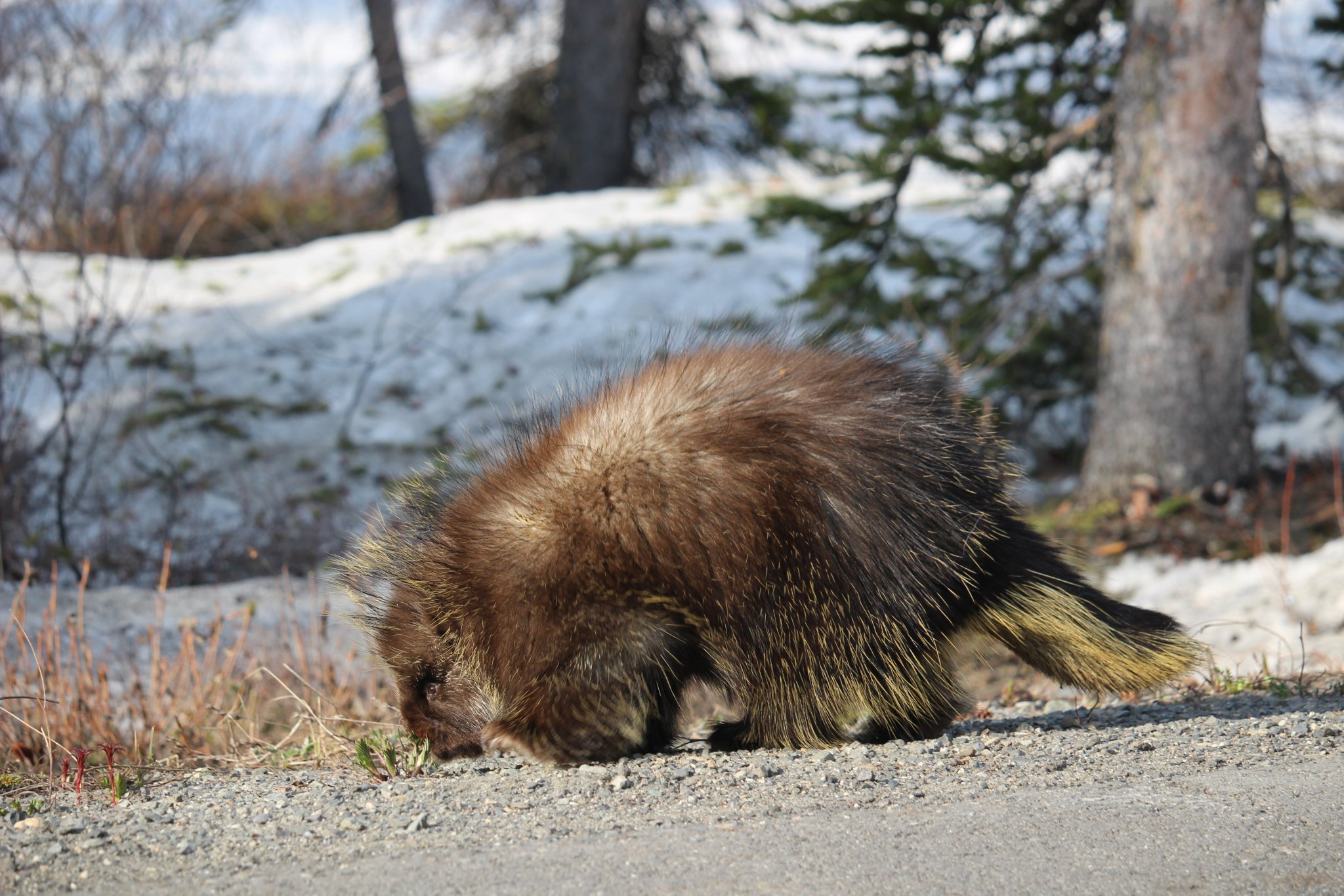 Denali National Park On Twitter Please Enjoy These Pictures Of A 
