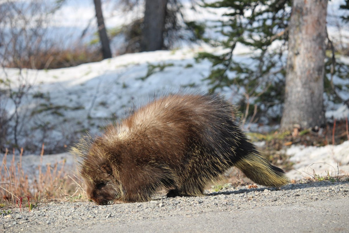 Please enjoy these pictures of a porcupine snackin' today. We all need this.