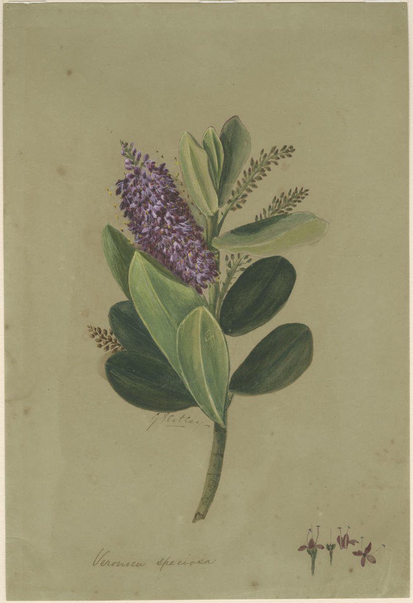 ArtHerstory | artherstory.bsky.social (@noteartherstory) on Twitter photo Veronica speciosa, c. 1880, by #GeorginaBurneHetley (née McKellar; British-born New Zealander, 1832–1898), who was born #otd (May 27). Held by <a href="/MTGHawkesBay/">MTG Hawke's Bay</a>, collection.mtghawkesbay.com/objects/34300/… #artherstory #womenartists #hernaturalhistory Veronica speciosa, c. 1880, by #GeorginaBurneHetley (née McKellar; British-born New Zealander, 1832–1898), who was born #otd (May 27). Held by <a href="/MTGHawkesBay/">MTG Hawke's Bay</a>, collection.mtghawkesbay.com/objects/34300/… #artherstory #womenartists #hernaturalhistory