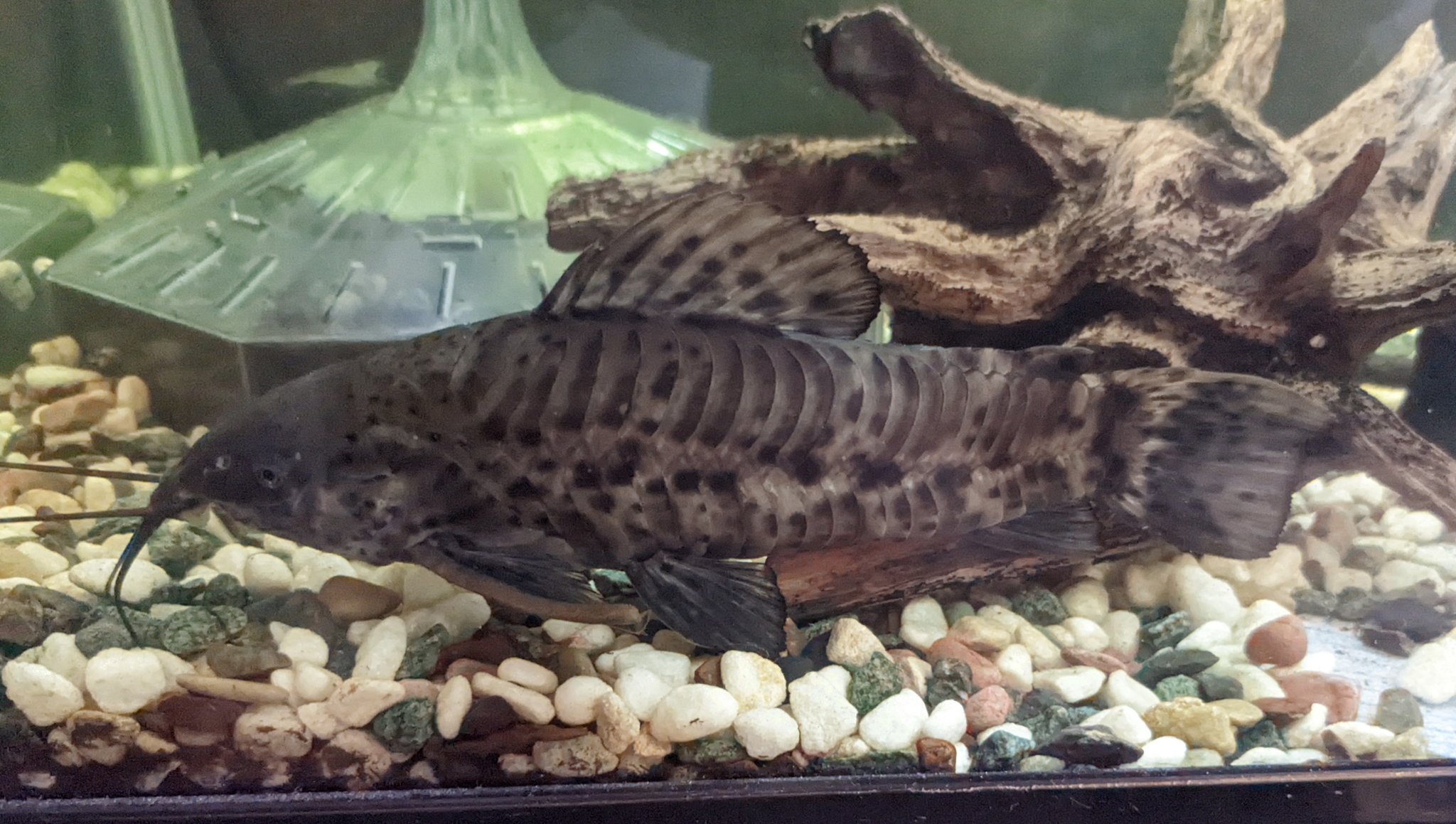 立花仏壇店 我が家の60low水槽に生息する 熱帯魚 ブロッチ ホプロ ナマズの仲間ですが最大で15cmほどにしか大きくならずエビや小魚も食べない大人しい性格 T Co Quf6rponk4 Twitter
