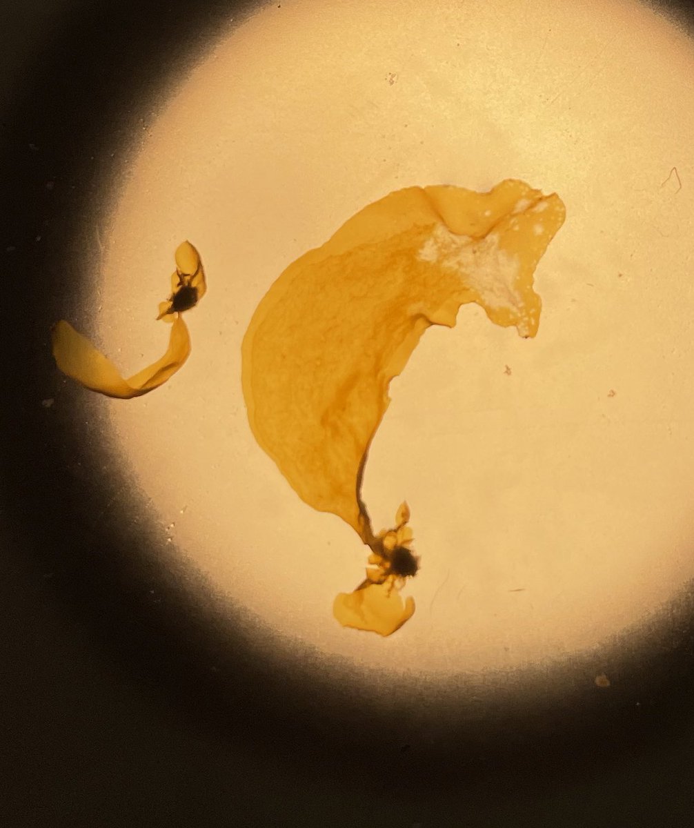 Something for the #kelp nerds out there: these are sporophytes grown by parthenogenesis, where a female gametophyte egg develops into a sporophyte without fertilization from a male! Giant Kelp (Macrocystis) on the left, Bull Kelp (Nereocystis) the right. #kelprescue