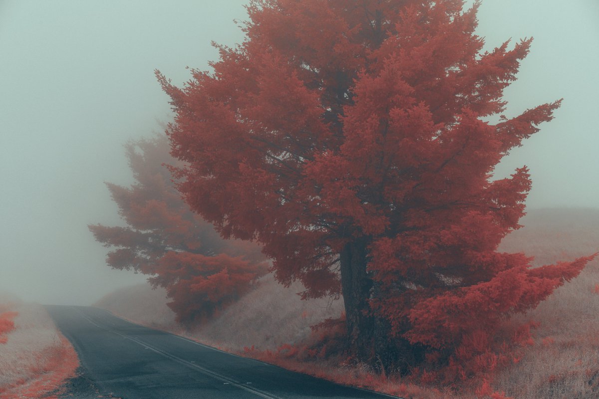 gmunk's tweet photo. can't wait for fog season again, patiently waiting... #InfraMunk https://t.co/TLCQp5dXKq