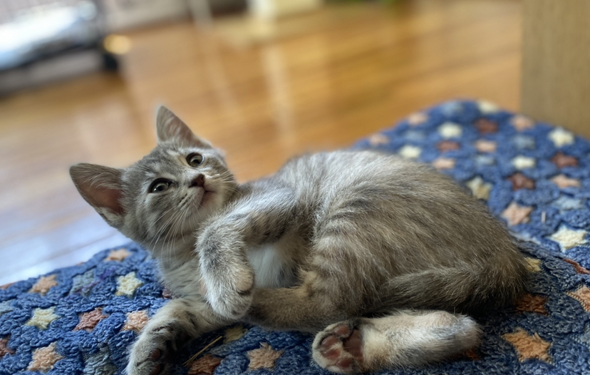 imaliwaller's tweet image. Meet Jasper! She is 7 weeks old and available for adoption next week. She has gorgeous green eyes and a spotted belly. She is soft, vocal and loves sitting on laps and chasing toys. Total dream cat. Please share this post or apply to adopt her here: kittybungalow.org/adopt