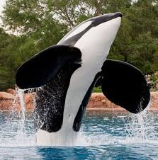 NM2003NM's tweet photo. @memeland I want some creatures jumping over the water next to #memeland https://t.co/MvJKNS2O5j